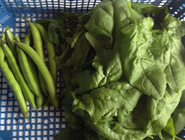 The 2015 Allotment / Veg Patch Thread Part 3 already!