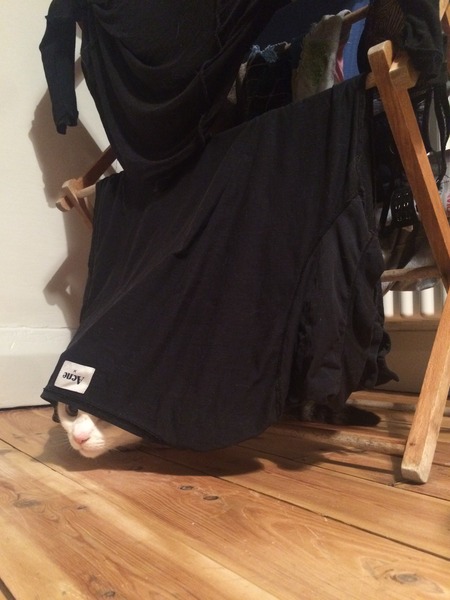 I can't find my cat anywhere (lighthearted)