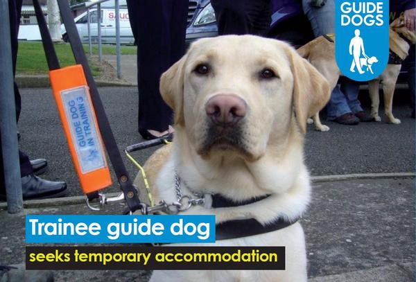 Trainee guide dog seeks accommodation in Norwich!