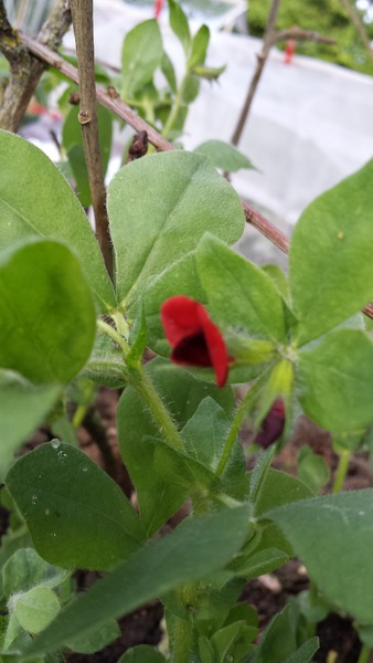 The 2015 Allotment / Veg Patch Thread Part 3 already!