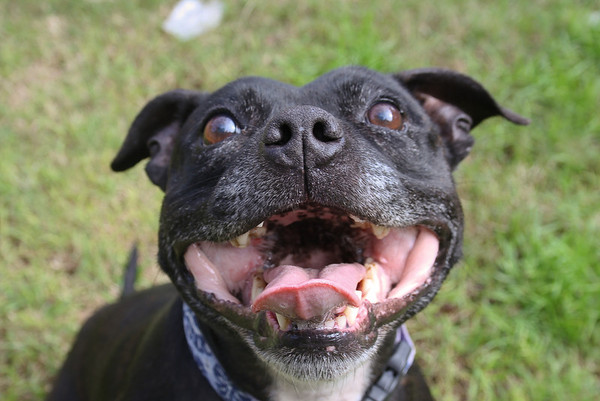 Not to understand why anyone could choose to have those ugly looking dogs?