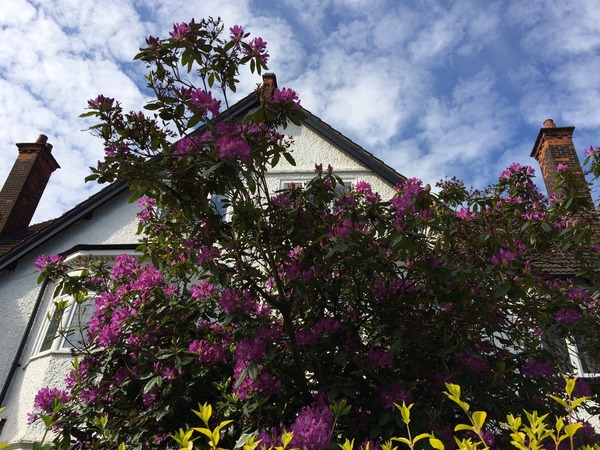 Anyone know what these two shrubs/trees are please?