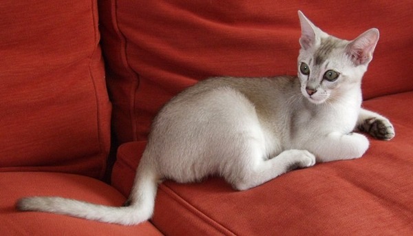 Lovely thread about our cats.