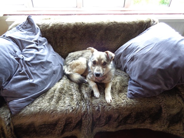 Its BurningBridges whose dog died 10 weeks ago - am I really getting a rescue next week?  Worried.