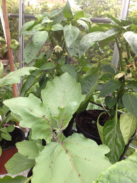The 2015 Allotment / Veg Patch Thread Part 3 already!
