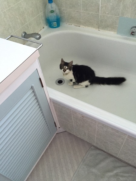 I can't find my cat anywhere (lighthearted)