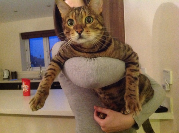 Lovely thread about our cats.