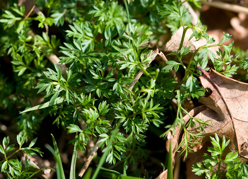 Hemlock!!! EEK- how to dispose of it?