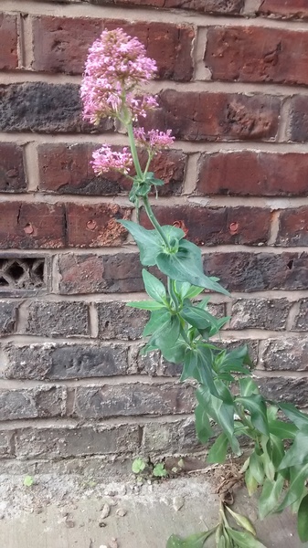 Can anyone identify this plant please?
