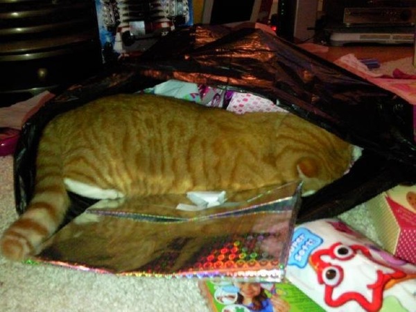 I can't find my cat anywhere (lighthearted)