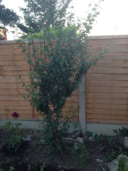 Please identify this plant