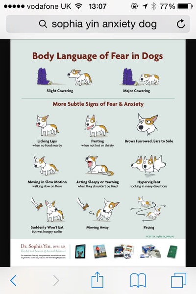 Are 'overly submissive' dogs more likely to be attacked by other dogs?? Any behaviourists about?