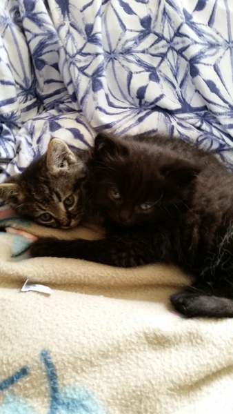 Help me name my kitten?