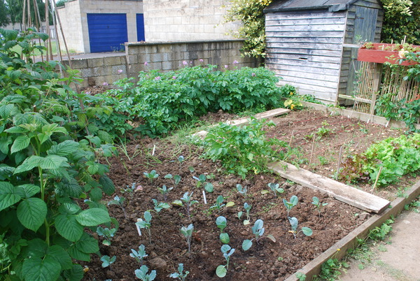 The 2015 Allotment / Veg Patch Thread Part 3 already!