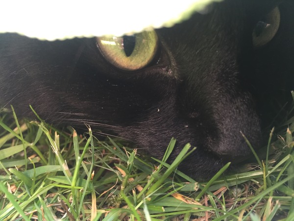 Lovely thread about our cats.