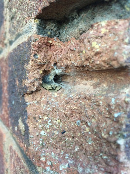Wtf is eating my house?