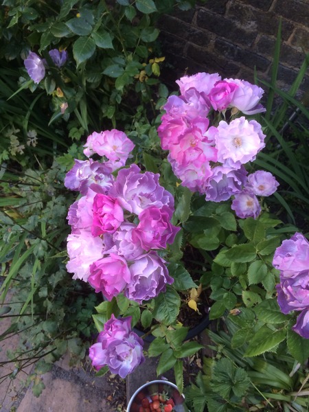 The 2015 Allotment / Veg Patch Thread Part 3 already!