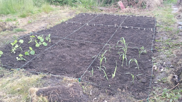 The 2015 Allotment / Veg Patch Thread Part 3 already!