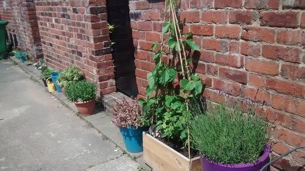 Rough winds do shake the darling buds of May: Alternative potting shed thread