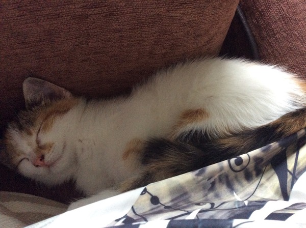 Lovely thread about our cats.