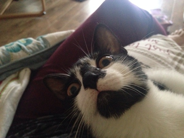 Lovely thread about our cats.