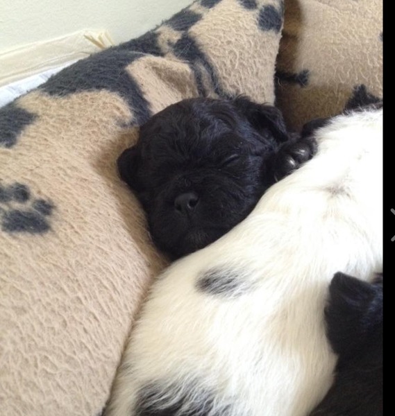 Name for new puppy?