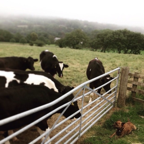 Would anyone like to join me in training for a half marathon?