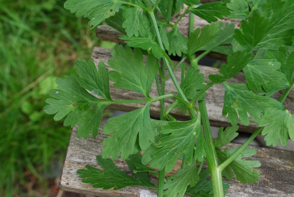 Hemlock!!! EEK- how to dispose of it?