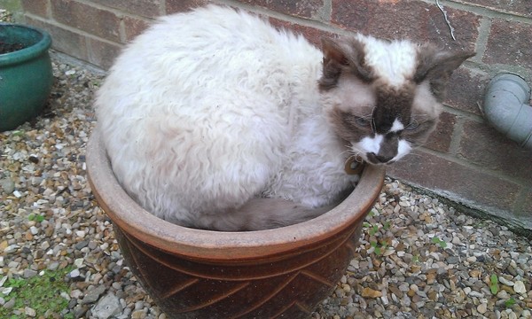 I can't find my cat anywhere (lighthearted)