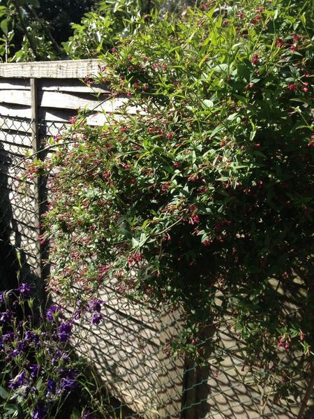 Rough winds do shake the darling buds of May: Alternative potting shed thread