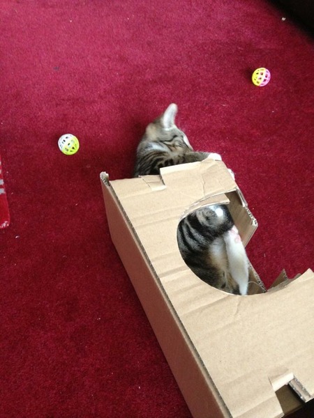 I can't find my cat anywhere (lighthearted)