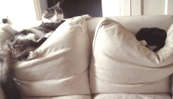 Aibu to move the cat off the laptop?!