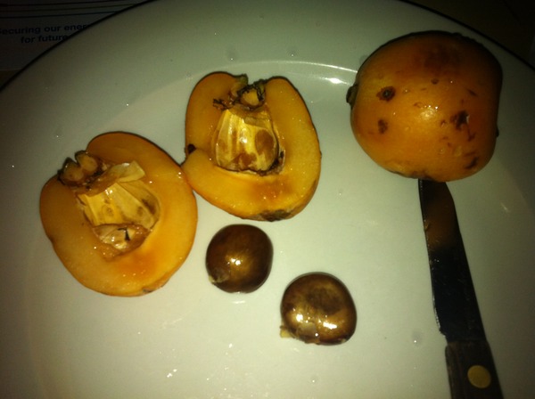 can anyone name this orange fruit that tastes a bit like a yellow plum?