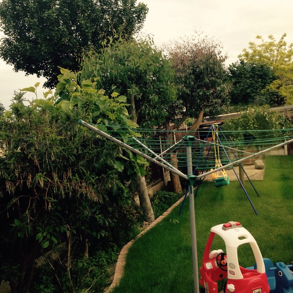 Eucalyptus trees, pollarding and tree surgeons