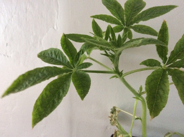 Plant ID if anyone can help.