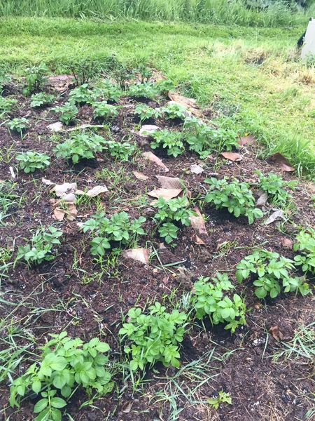 The 2015 Allotment / Veg Patch Thread Part 3 already!