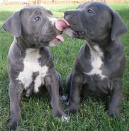 Not to understand why anyone could choose to have those ugly looking dogs?