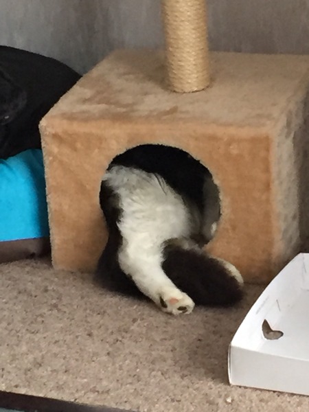 I can't find my cat anywhere (lighthearted)