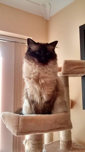 Lovely thread about our cats.