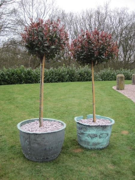 Turning a laurel into a tree - guidance needed!
