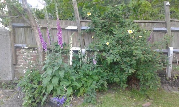 Rough winds do shake the darling buds of May: Alternative potting shed thread