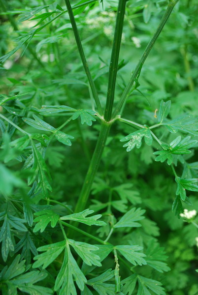 Hemlock!!! EEK- how to dispose of it?