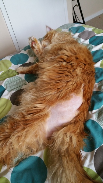 Obie..after the vets..
