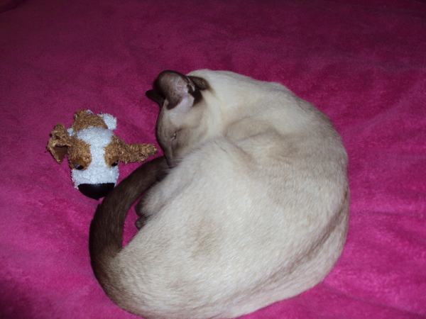 Lovely thread about our cats.