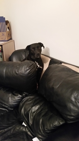 How do I stop my dog?