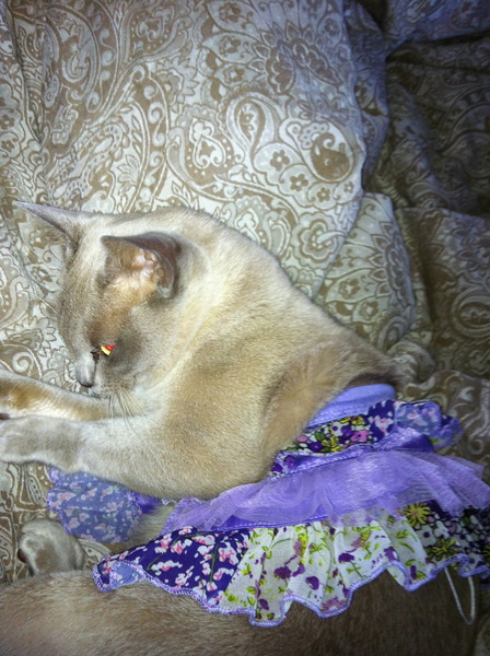 My cat had an operation today
