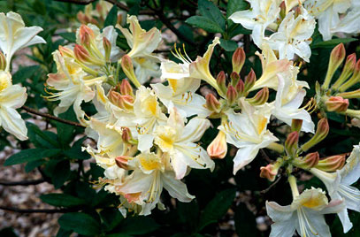 Rough winds do shake the darling buds of May: Alternative potting shed thread