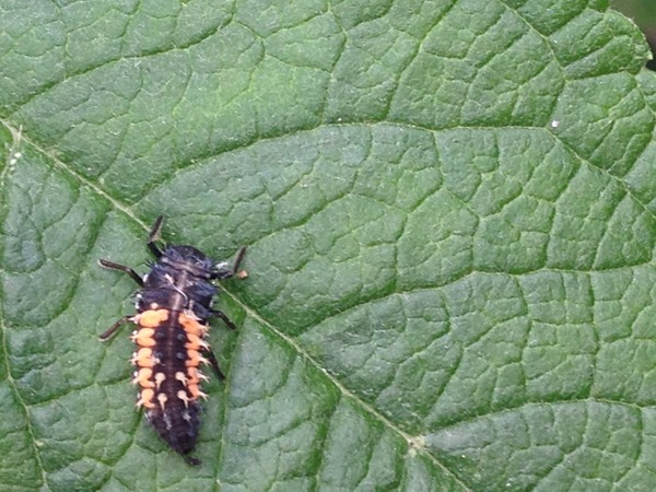 Insects on my Budleia