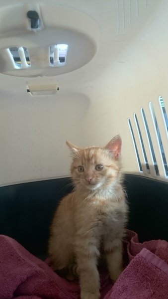 We have a new little fur baby! And he needs a name!