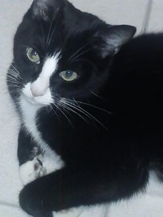 Lovely thread about our cats.